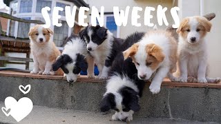 Day in the life with seven week old border collie puppies [upl. by Friedland]