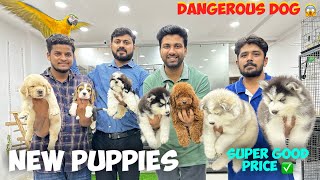 Super Good Puppies 🐶 Cheapest Price Pet Shop  Pure Breed Dogs  Hyderabad [upl. by Htiduy]