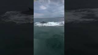 Spectators in Kittery Maine enjoyed a closeup view of a whale breaching on the Fourth of July [upl. by Graf]