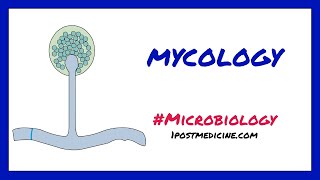 Introduction to Mycology  Microbiology [upl. by Holbrook]