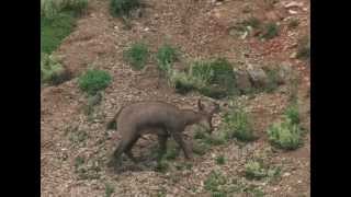 The Chamois Rupicapra rupicapra [upl. by Lytle]