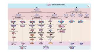 Hematopoiesis its basic concept Video No 125 [upl. by Mongeau23]