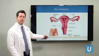 What Is Cervical Cancer  Joshua G Cohen MD  UCLA Obstetrics and Gynecology [upl. by Homere]