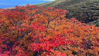 beautiful colors of autumn [upl. by Rahs387]