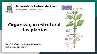 Aula 01  Organização estrutural das plantas [upl. by Hayward]