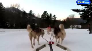 Dog sledding at Waterville Valley [upl. by Tnelc498]