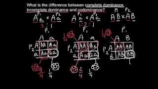 Complete Incomplete Dominance and Codominance  difference explained [upl. by Gamber]