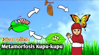 Penjelasan Tahap Metamorfosis KupuKupu dari Telur Hingga Dewasa Terlengkap [upl. by Hebrew981]