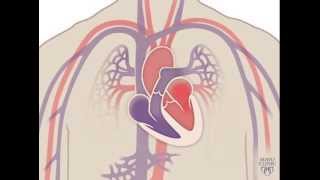 The Heart and Circulatory System  How They Work [upl. by Jordan]