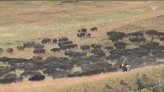 Buffalo roundup draws crowd to South Dakotas Custer State Park [upl. by Ueihtam]