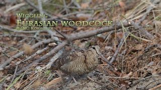 The Funny Dance of a Bird  Eurasian Woodcock  Danse Comique dun Oiseau  Bécasse de bois [upl. by Lynea902]