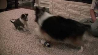 Sheltie plays with Sheltie Puppy [upl. by Arim]