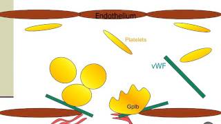 Part 1 Hemostasis amp Coagulation Normal and Primary Hemostasis [upl. by Pearse]