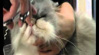 Epilation du chat persan  stripping a persian [upl. by Yenaiv]