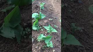 Potatoes 🥔 plantation goviralonyoutubeshortsfast farming process gardening growthfarming fun [upl. by Rosenstein991]