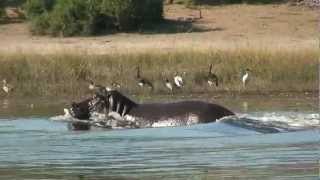 HIPPO  Amazing Hippo run under water excellent footage [upl. by Vookles]