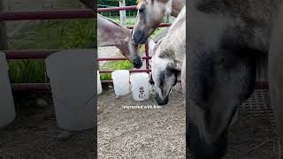 Horses Rescue A Tiny Kitten  The Dodo [upl. by Gnas]