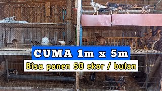 SOLUSI LAHAN TERBATAS ‼️ Kandang ternak ayam di lahan yang sempit [upl. by Gordon]