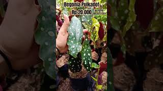 Begonia polkadot cwakep tanamanhiasbegonia garden begonias [upl. by Akemak707]