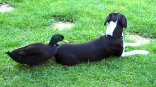 Dog being pecked by duck [upl. by Ycnaf]