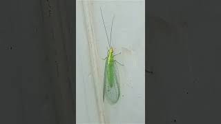 Chrysoperla carnea  Green Green Lacewing  Greeny Transparent Lacewing [upl. by Lan]