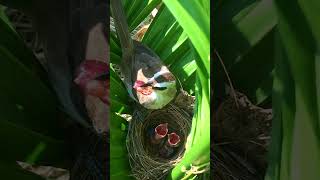 Bird Mother Feeding Hungry Babies in Areca Palm – Yellow Vented Bulbul Chicks Grow Up Well [upl. by Adiari983]