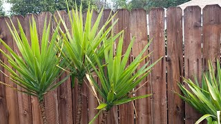 iloveyuccas philatv yucca YUCCAS [upl. by Merridie711]