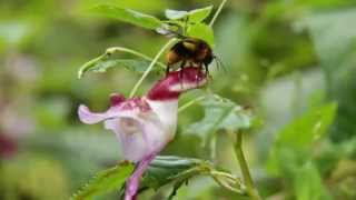 Impatiens psittacina Nectar robber [upl. by Gusti]