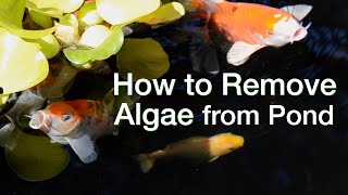 How to Remove Algae from Pond [upl. by Nnyleak]