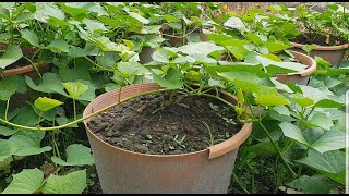 8 tips for growing huge sweet potatoes in pots [upl. by Akissej]