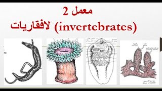 أسهل شرح لعملي لافقاريات parazoa amp metazoa [upl. by Eeralih136]