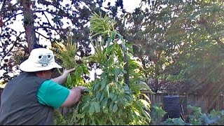 Harvesting Protein Packed Amaranth Seeds  quotGolden Giantquot  Amaranthus cruentus [upl. by Hubbard262]