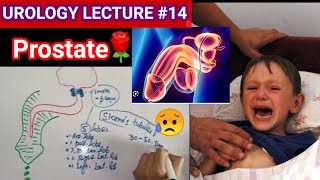 Urology surgery lecture 14 prostate BPH Prostate carcinoma zone gland [upl. by Ihsorih687]