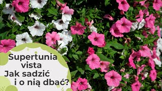 Supertunia Vista Jak o nią dbać Jak sadzić I jak pielęgnować Super kwiaty na balkon  petunie [upl. by Irrac699]