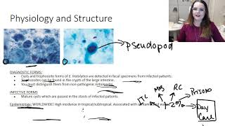 Entamoeba histolytica [upl. by Roeser]