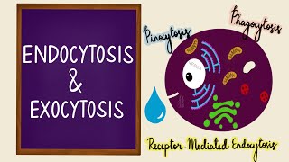 Endocytosis  Exocytosis  Vesicular Transport  Bulk Transport  Membrane Transport  Cell [upl. by Alasteir]