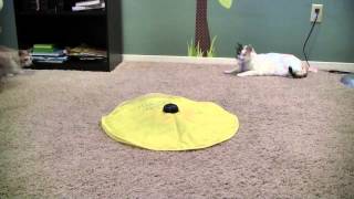 Cats Meow Toy Review As Seen On TV [upl. by Enoyrt464]