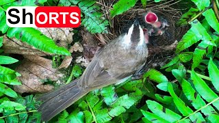 Bulbul Feed Baby Birds Mom And Dad Eats Poop 3 — YellowVented Bulbul Nest Bird Watching [upl. by Nulubez]