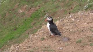 Puffins Taking Off [upl. by Ikcim]