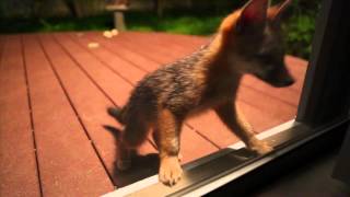 Super Cute Baby Foxes Playing in the Backyard [upl. by Narej355]