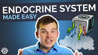 Endocrine System Overview  Nursing Review [upl. by Kale]