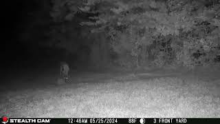 052524 1246 03am A deer eating in the lower back field near the mineral block deer [upl. by Tine]