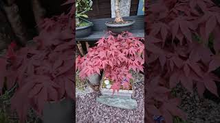 Prt 3 Acer Palmatum quotAtropurpureumquot in Bonsai [upl. by Intruok44]