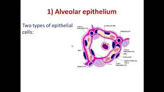 Histology of respiratory system part 3 bronchioles and resp portion [upl. by Ribble]