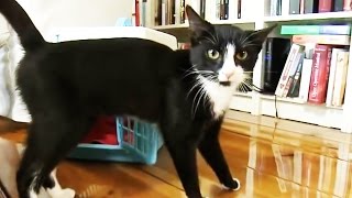 Katzen  Erste Schritte im neuen Heim  Was häufig vergessen wird [upl. by Atirres]