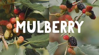 How to Grow  Mulberry Tree [upl. by Aicilif]