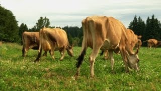 Jersey Cows A Dairy Farmers Commitment to Tradition and Quality [upl. by Sllew]