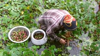 Water Chestnut Farming Project  Water Caltrop Cultivation in Bangladesh [upl. by Ramalahs]