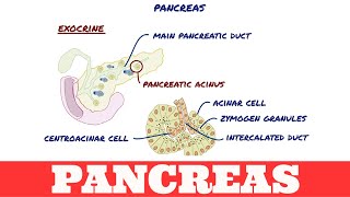 Histology of Pancreas [upl. by Rikki]