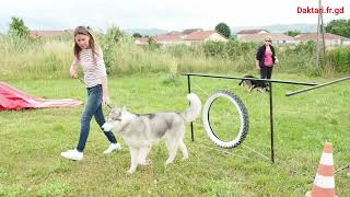 Tuto Agility pneu Avec le club canin DAKTARI de Marcilloles 38 [upl. by Daberath]